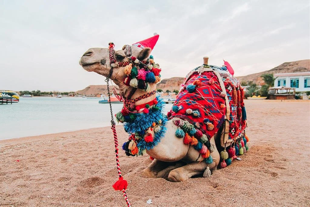 Sharm El Sheikh Turu Thy İle Konaklamalı — fotoğraf 14