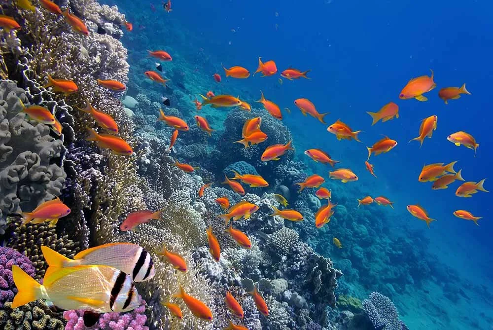 Sharm El Sheikh Turu Thy İle Konaklamalı — fotoğraf 9