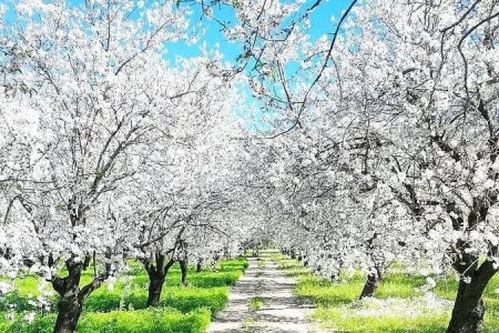 Datça Badem Çiçeği Festivali Turu: Baharın Ege’de Başladığı Yer