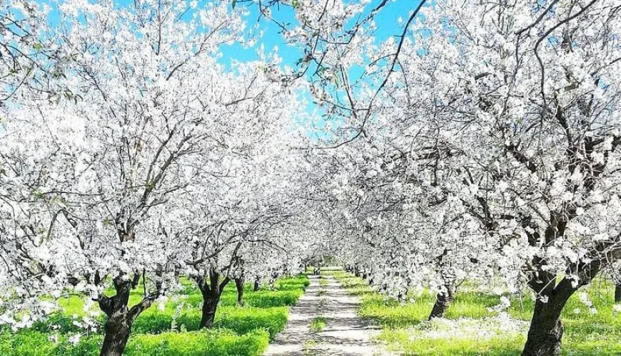 Datça Badem Çiçeği Festivali Turu: Baharın Ege’de Başladığı Yer