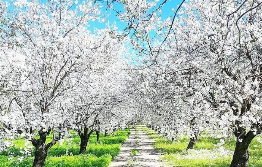 Datça Badem Çiçeği Festivali Turu – Sakarya, Kocaeli, İstanbul çıkışlı