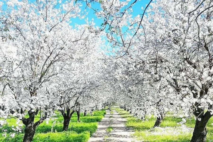 Datça Badem Festivali Turu Sakarya Kocaeli Çıkışlı