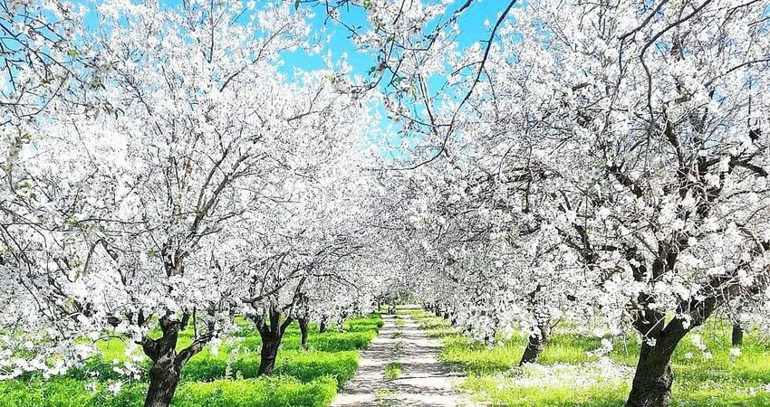 Datça Badem Çiçeği Festivali Turu: Baharın Ege’de Başladığı Yer