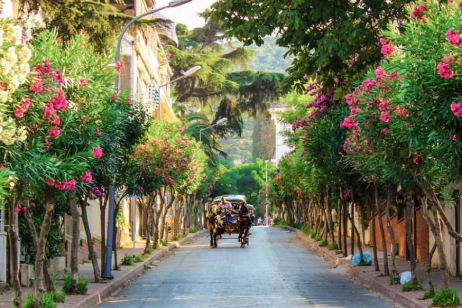 Adalar Mimoza Festivali Turu
