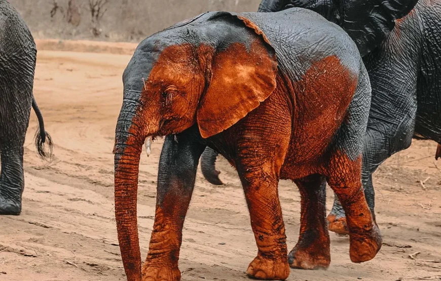 7 Gece 8 Gün Tayland Rüyası Turu