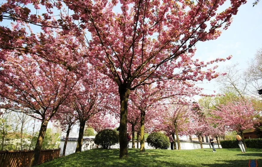 İstanbul Sakura Çiçeği Turu 🌸