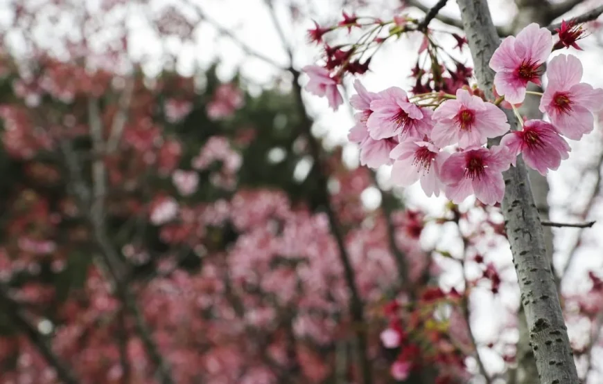 İstanbul Sakura Çiçeği Turu 🌸