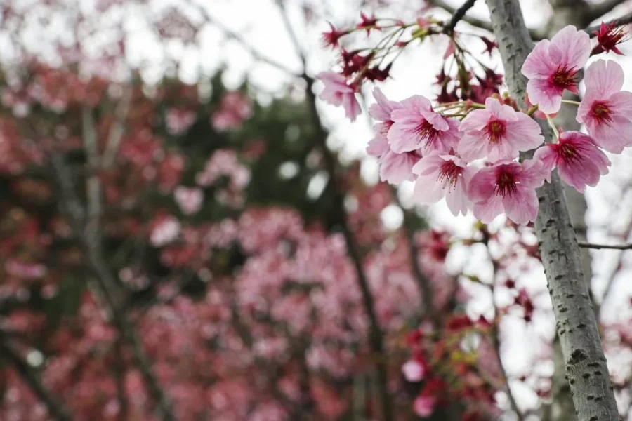 İstanbul Sakura Çiçeği Turu 🌸