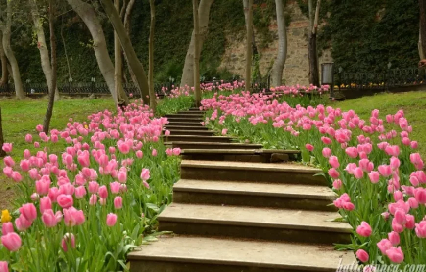 Lalelerden Sakuralara İstanbul